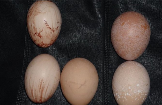 Почему происходит выпадение яйцевода у кур и как осуществляется лечение?