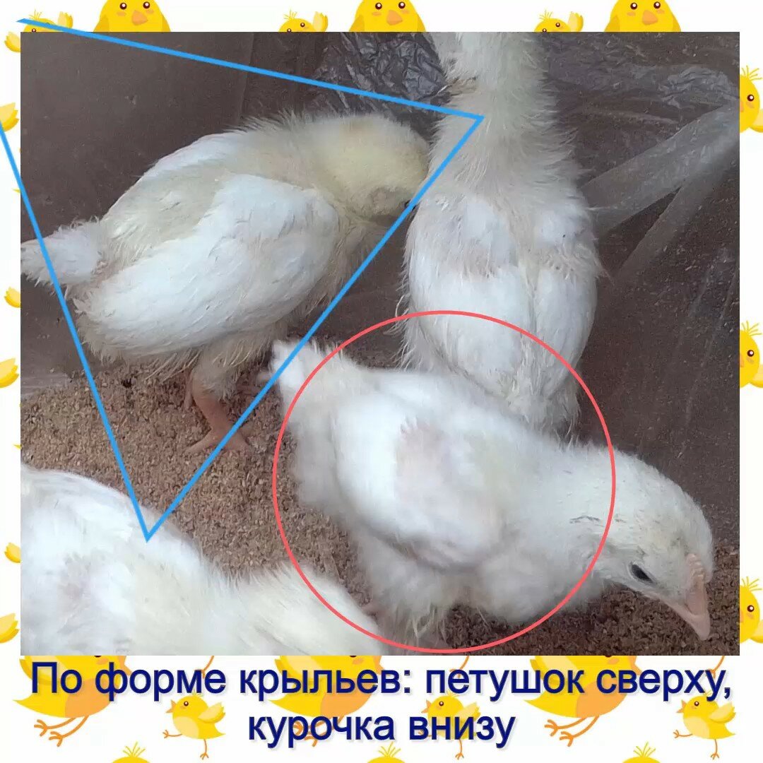 Как отличить цыплят-курочек от петушков? как определить пол по яйцу и по крыльям? другие способы