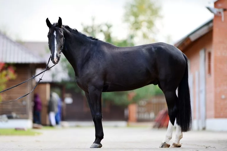 Какие особенности английской чистокровной лошади?