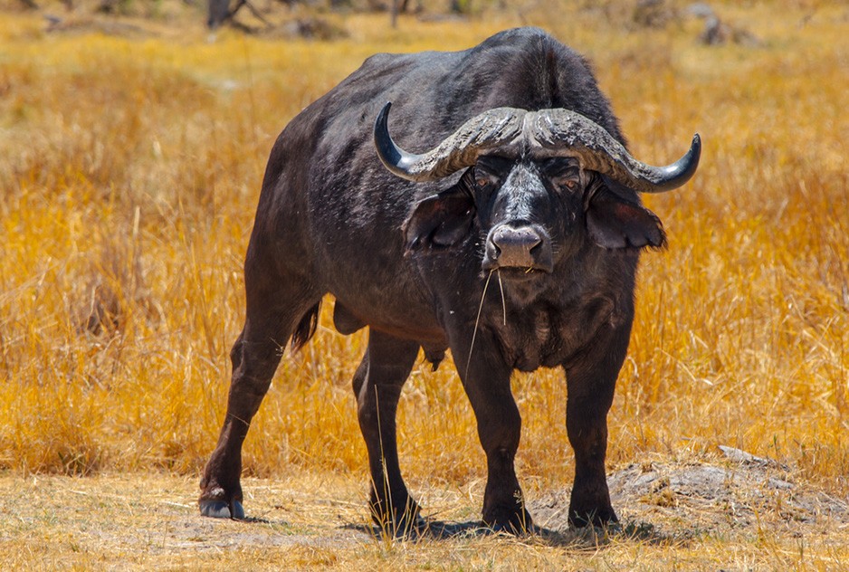 Самые большие быки в мире – чудо природы