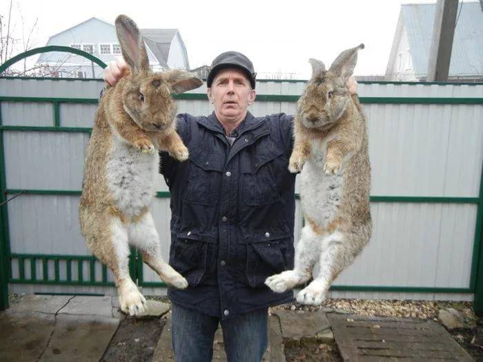 Бельгийский кролик великан: продуктивность и перспективы разведения — cельхозпортал