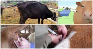 Как и чем лечить понос у коровы. что делать, если корова поносит как вылечить расстройство желудка у домашних животных
