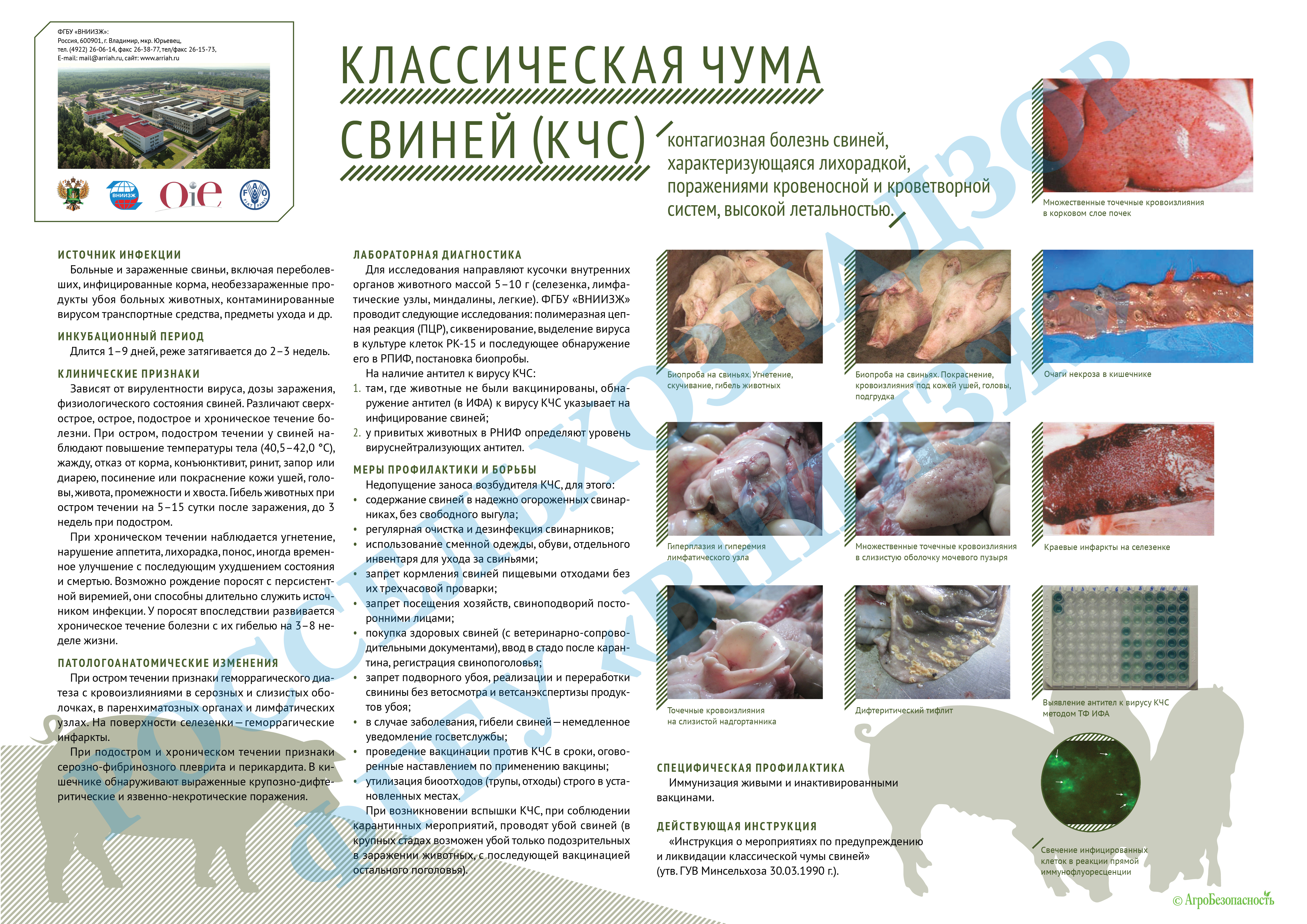 Болезни свиней - инфекционные, неинфекционные заболевания и борьба с ними