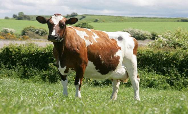 Айрширская порода коров – характеристика крс