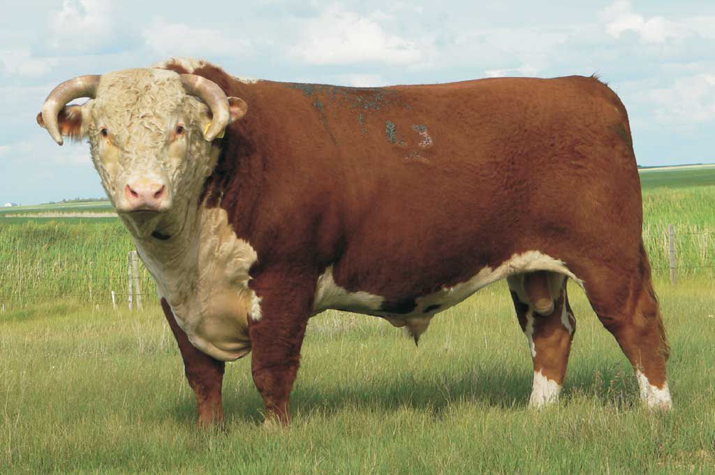 Абердин-ангусская порода коров: описание, продуктивные характеристики, особенности содержания и ухода