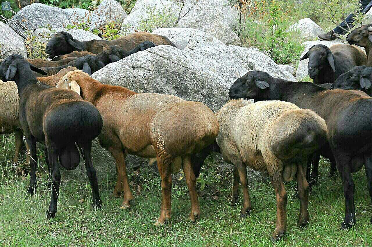 Курдючные овцы: характеристики и история происхождения
