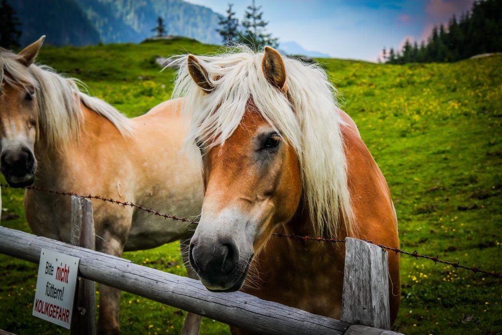 Сколько живут лошади в домашних условиях и в дикой природе