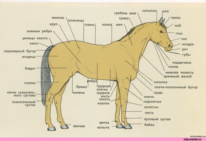 Анатомическое строение лошади: внутреннее и внешнее