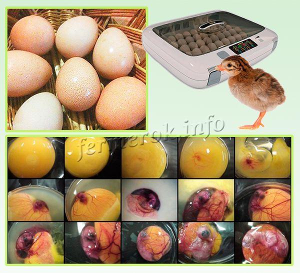 Яйца цесарки. выбор режима инкубации и температуры