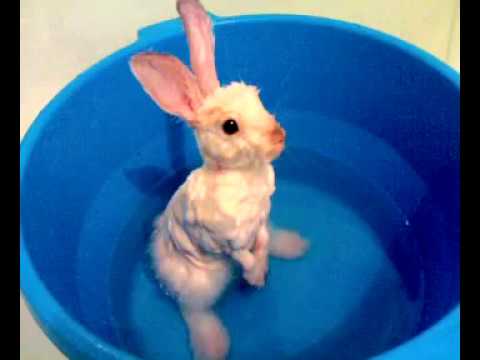 ✅ можно ли купать кроликов: как мыть декоративного кроля в домашних условиях - tehnomir32.ru