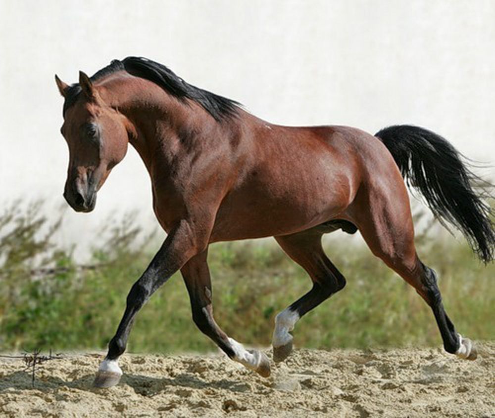 экстерьерное фото лошади