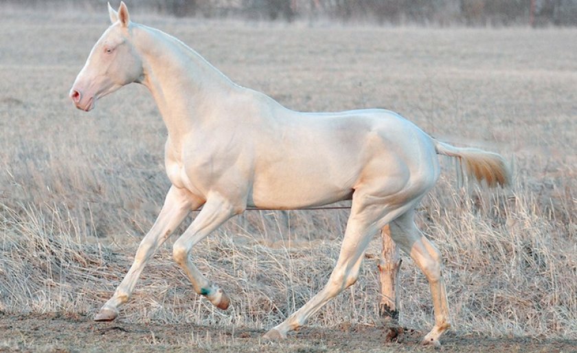 Изабелловая масть лошади: история, внешний вид | мои лошадки