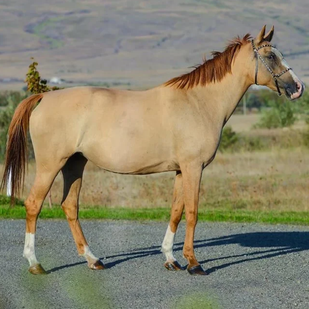 Масти лошадей. описание, особенности и названия мастей лошадей