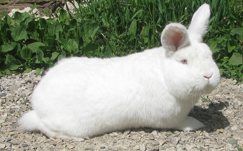 Новозеландская белая порода кроликов: как ухаживать и чем кормить