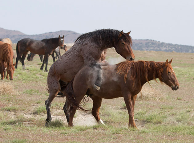 Спаривание лошадей: подбор животных, методы разведения, способы случки