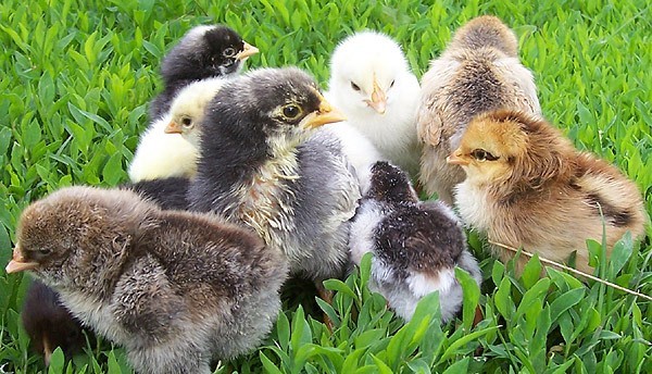 Когда цыплят можно выпускать на улицу и как правильно организовать выгул?