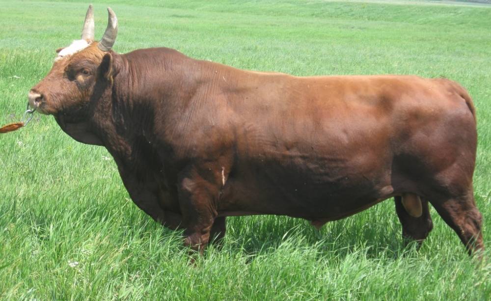 Швицкая порода коров, бурая швицкая порода коров, характеристики и уход