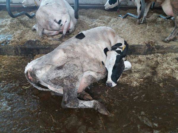 Когда и как правильно запустить корову перед отёлом