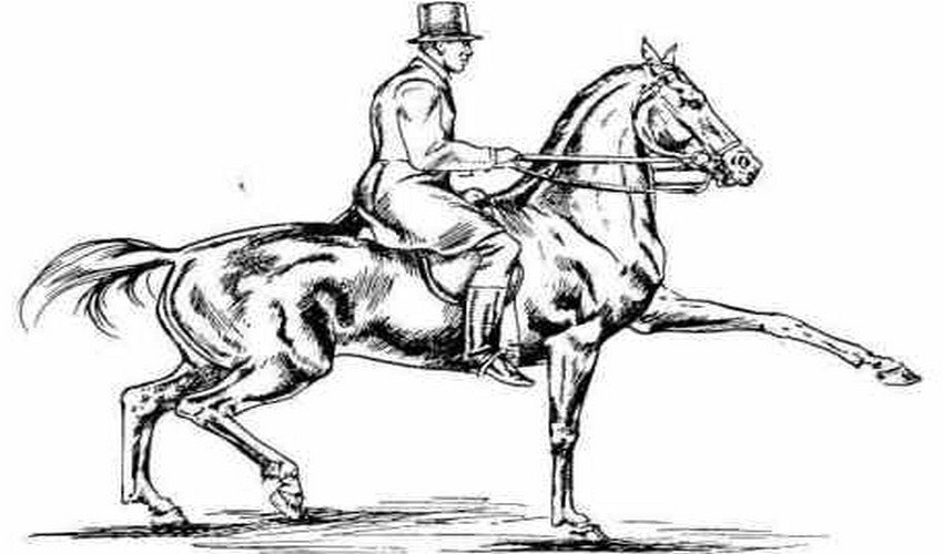 Аллюр — основные виды бега лошади