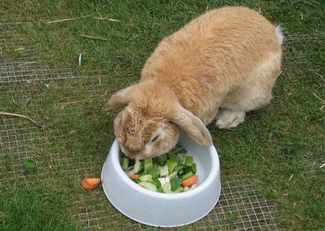 Можно ли давать кроликам пекинскую, белокочанную, цветную и другие виды капусты - гид по огороду