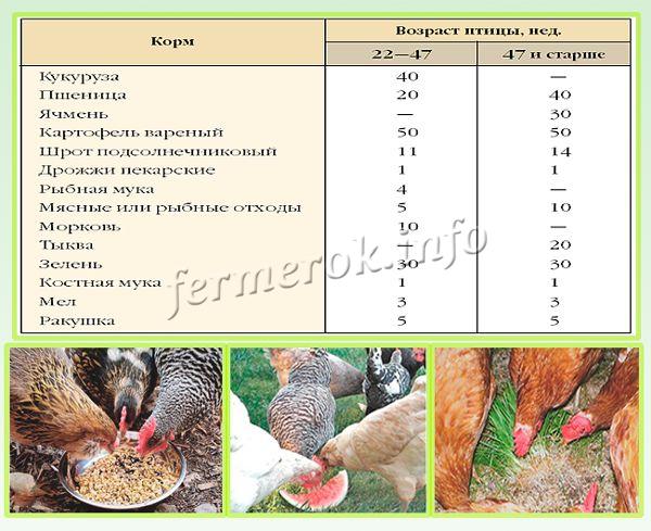 Сколько растет курица:особенности роста бройлеров и их породы