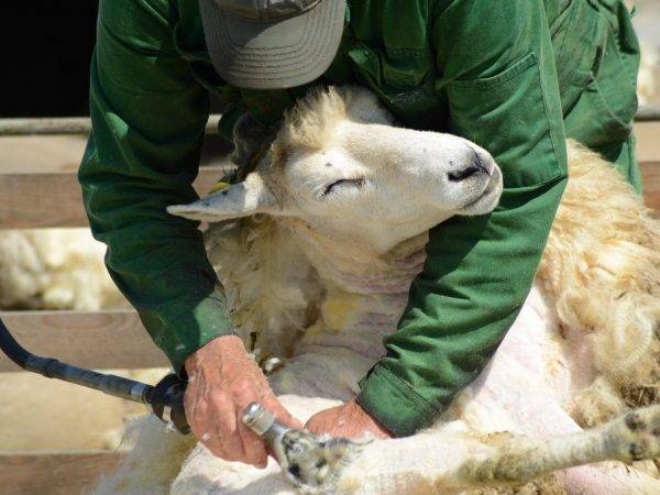 Чем кормить овец: нормы, рацион, искусственное вскармливание
