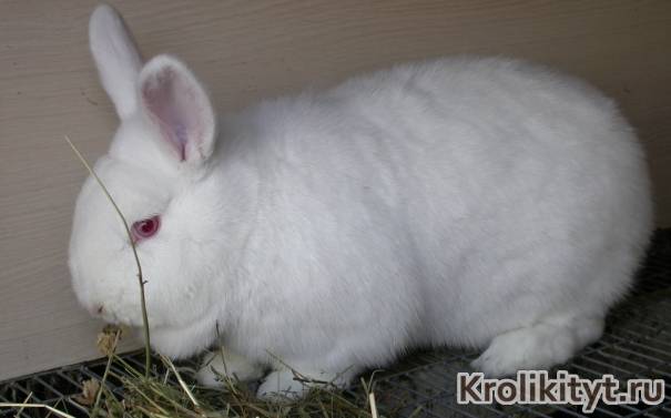 О новозеландских кроликах: красная и белая порода, характеристика и описание