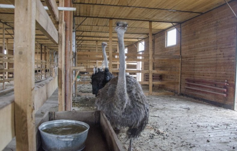 Разведение, содержание и выращивание страусов в домашних условиях