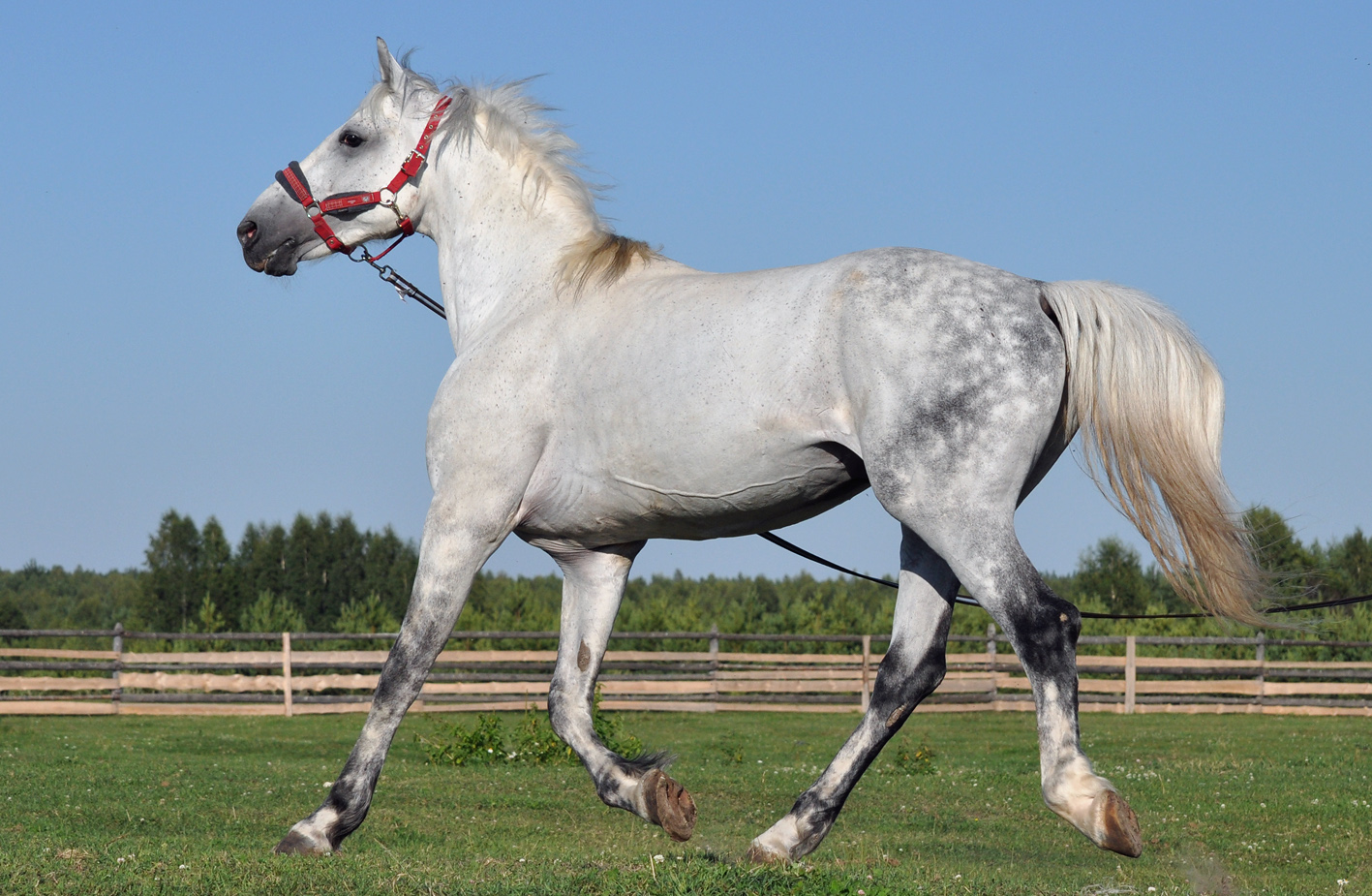 Орловская порода лошадей (33 фото): характеристика молодых коней-рысаков, орлово-ростопчинские рысистые лошади, уход за жеребенком