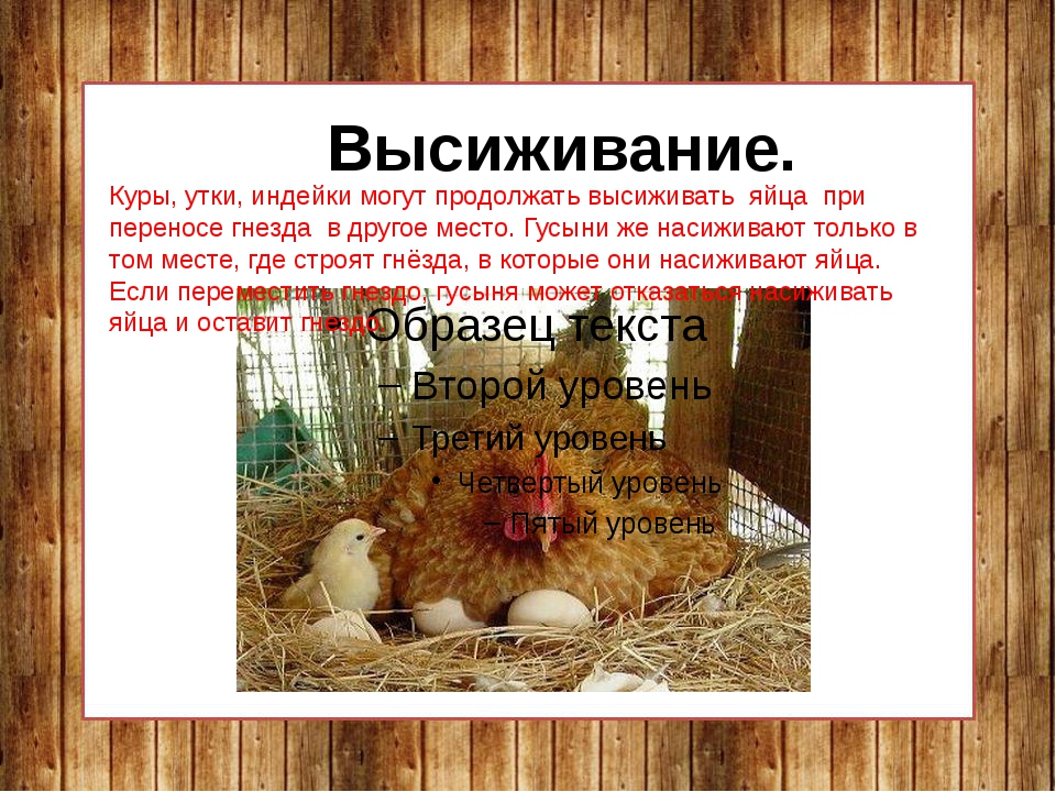 Высиживание куриных яиц. сколько сидеть курице до появления цыплят