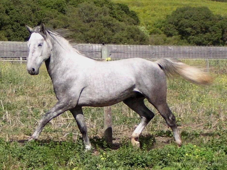 Казахская порода лошадей(адаев и джабе) | мои лошадки