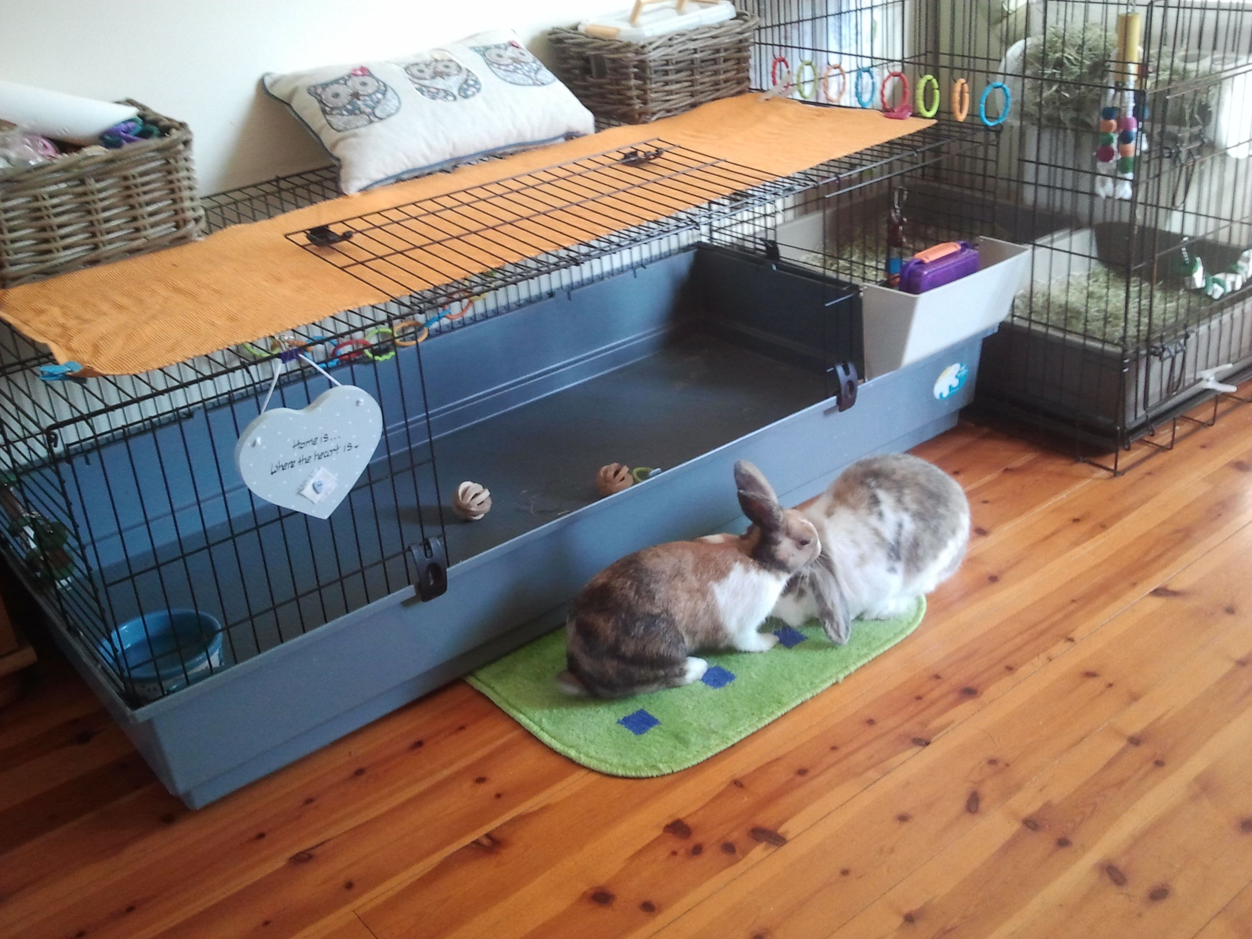 Как сделать клетку для кроликов — варианты для разного количества особей и подробные инструкции с фото!