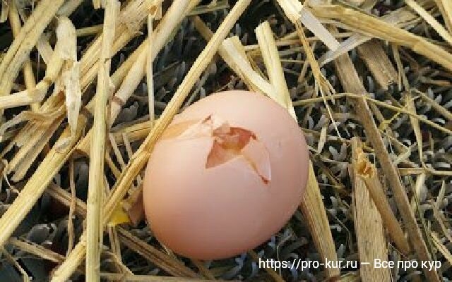 Куры клюют яйца: причина и что делать с агрессивной курицей