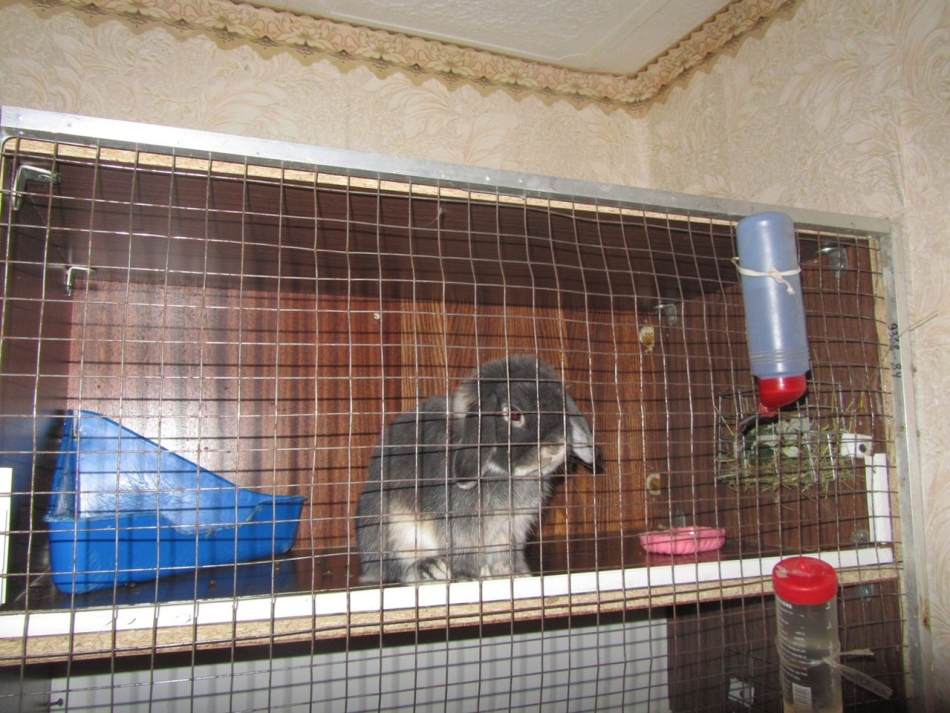 Домики для кролика (39 фото): особенности клеток для декоративных кроликов, деревянные и пластиковые кроличьи домики