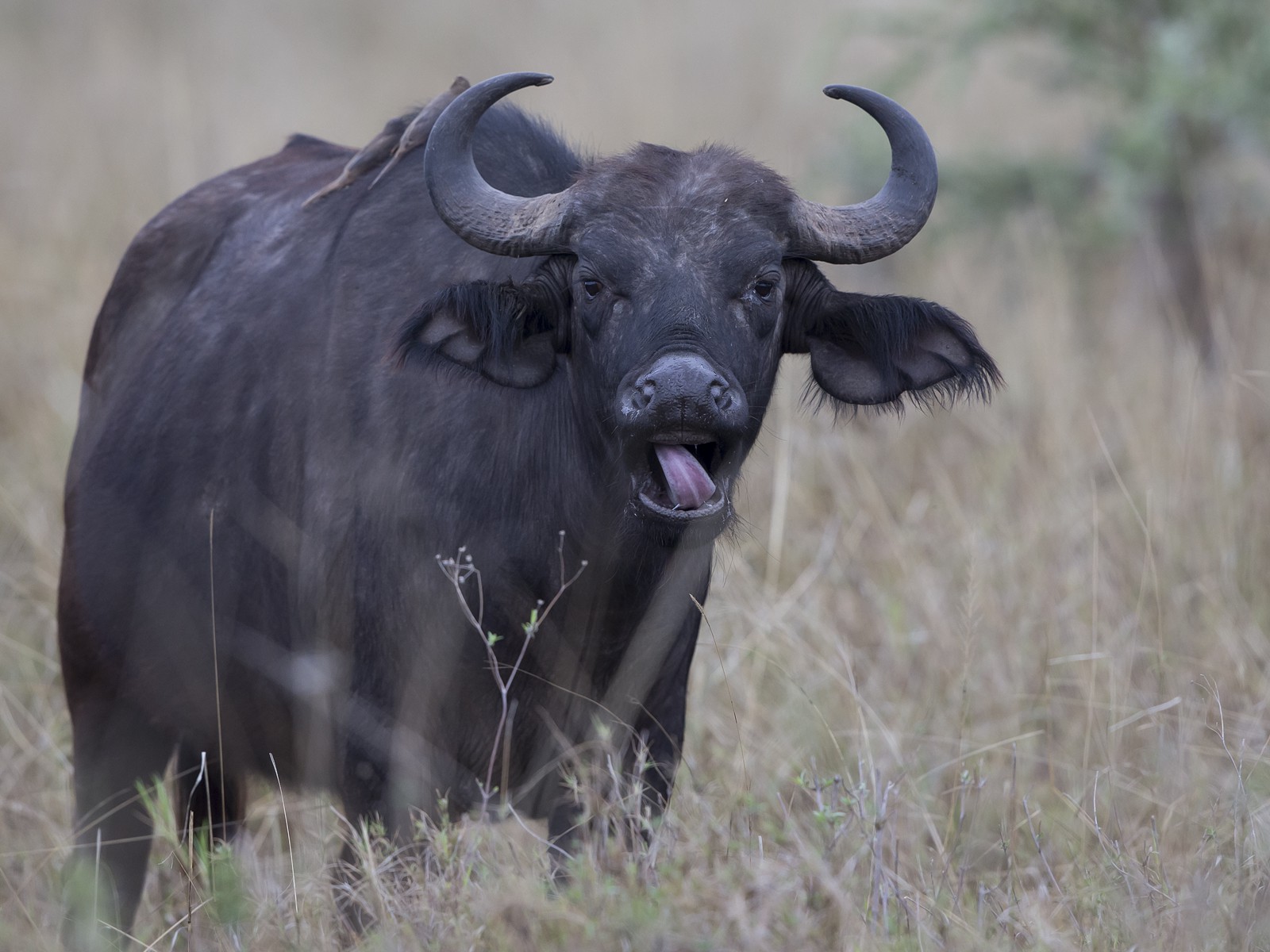 Африканский (чёрный) буйвол: описание, вес, фото, где обитает, чем питается