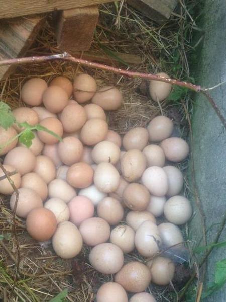 Сколько сидит цесарка на яйцах, когда и в каком возрасте начинают нестись