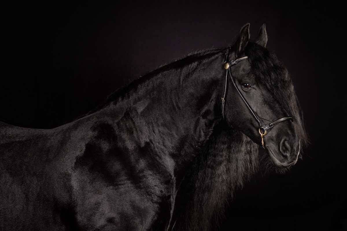 Обзор вороной масти лошадей, ее описание и фото