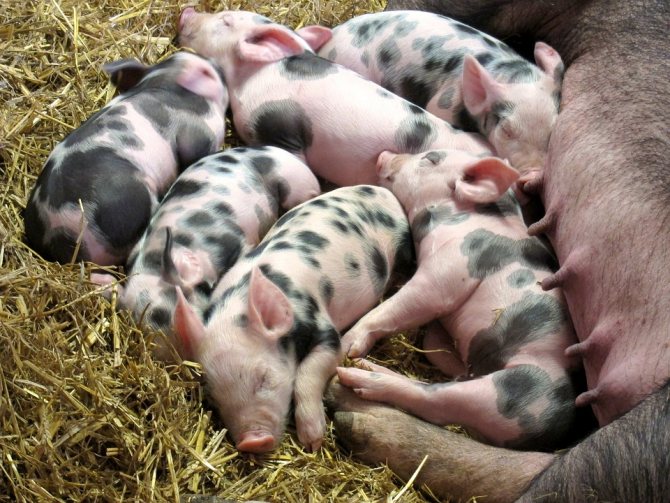 Порода свиней ландрас: характеристика, фото, видео