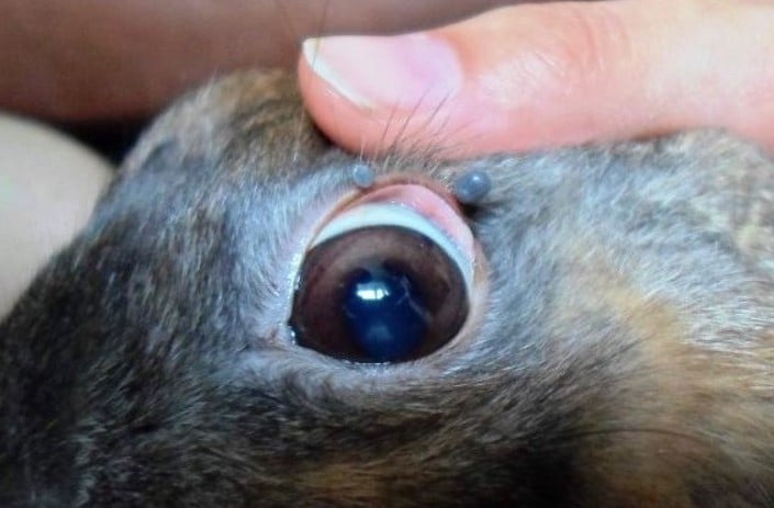 Болезни глаз у кроликов: слезятся, гноятся глаза причины и лечение