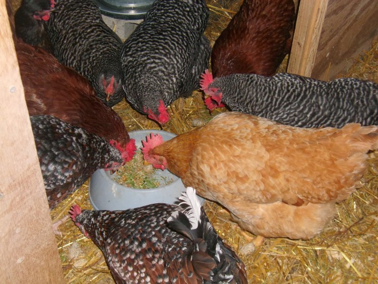 Почему курицы не несутся? что делать, когда несушки одновременно перестают нести яйца? в чем причина? нужен ли петух для повышения яйценоскости?