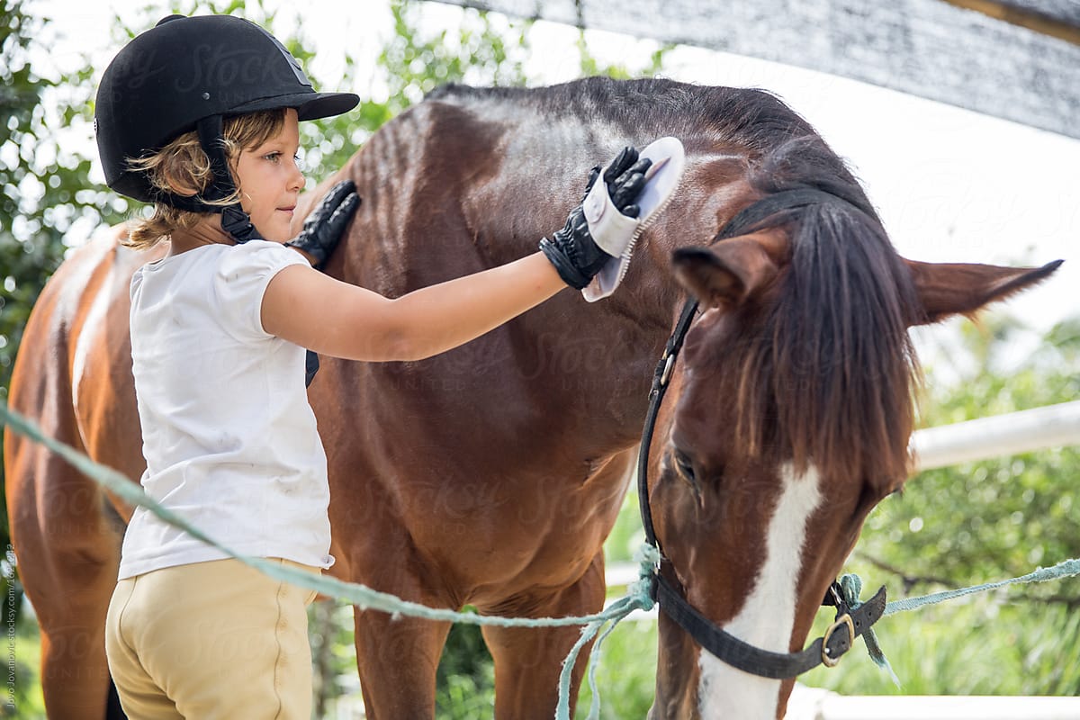 Как содержать лошадь, как ухаживать за ней и сделать разведение лошадей приятным увлечением