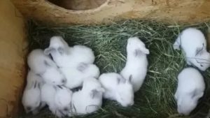 Можно ли трогать новорожденных крольчат