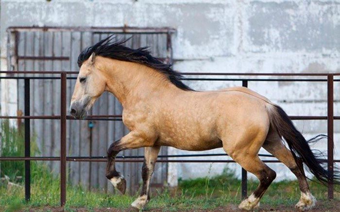 Гнедая масть лошади: описание и фото | мои лошадки