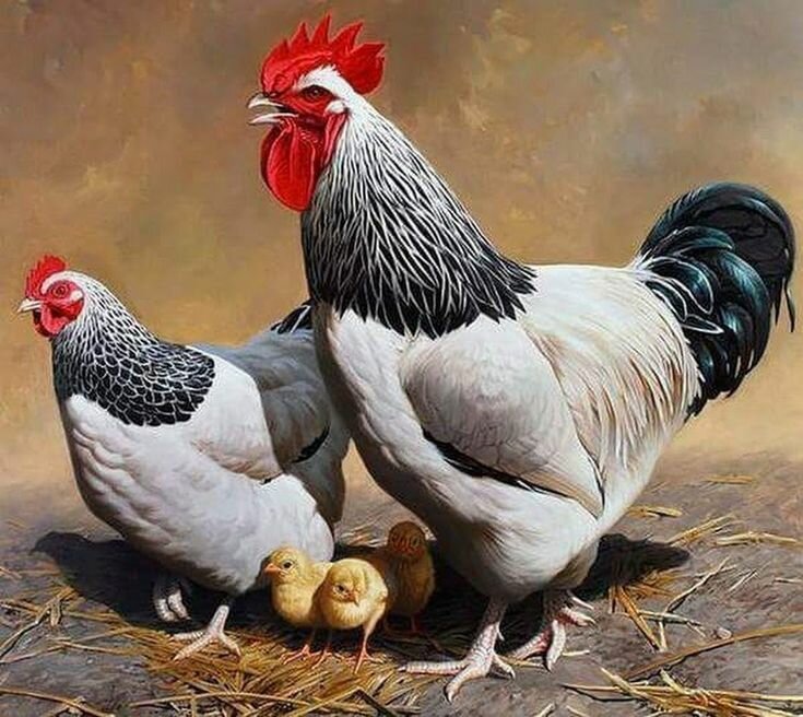 Московская черная порода кур (29 фото): описание породы, цыплята, несушки и петухи с вкраплением белого и голубого оперения, отзывы владельцев