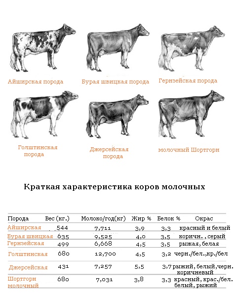 Джерсейская порода коров: описание и характеристика