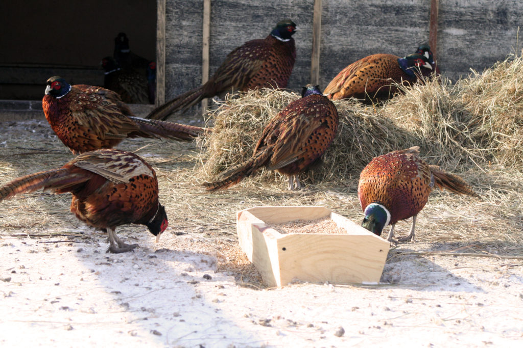 Птенцы фазана: уход и питание птиц
