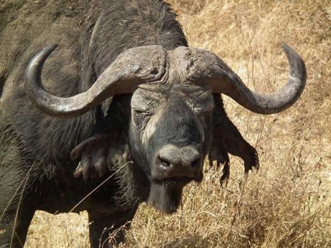 Африканский буйвол ? фото, описание, ареал, питание, враги ✔