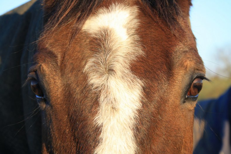 Особенности глаз лошади