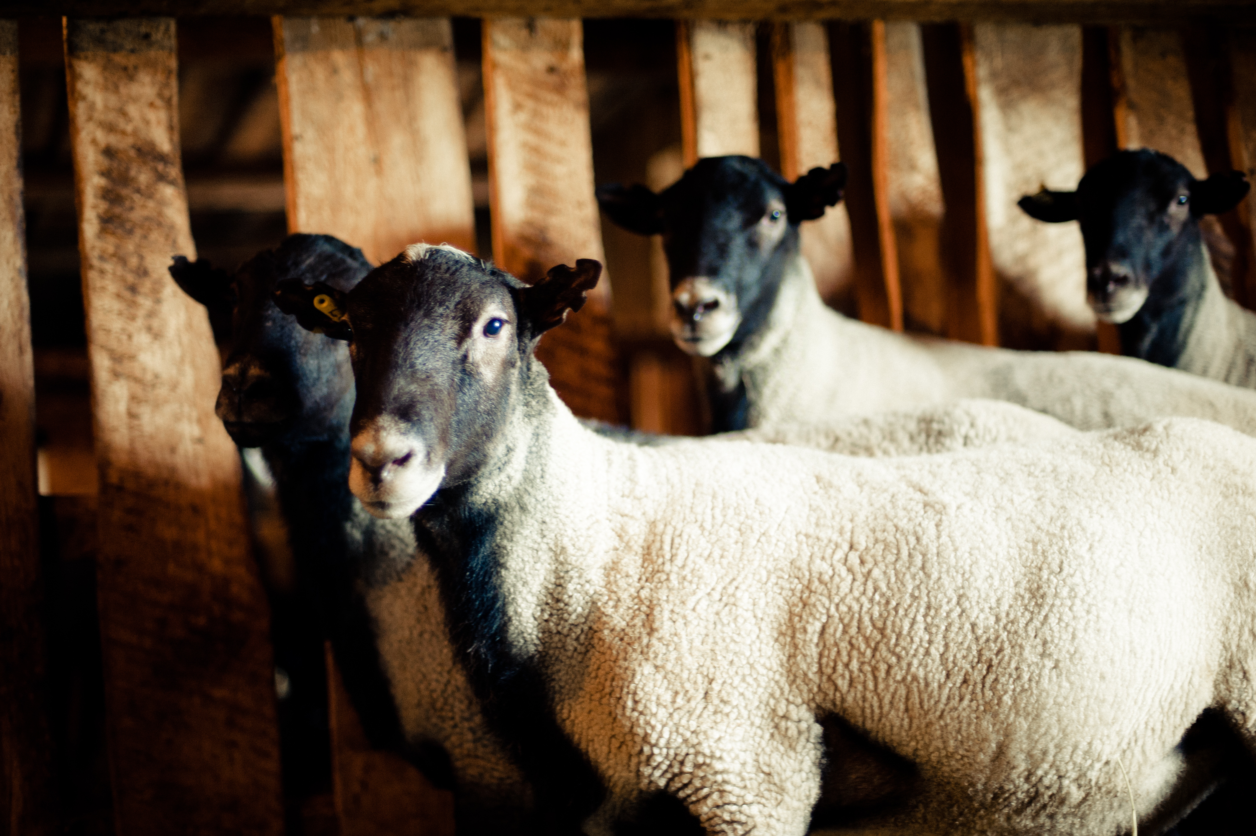 Всё о романовской породе овец. характеристики, отзывы, фото и видео
