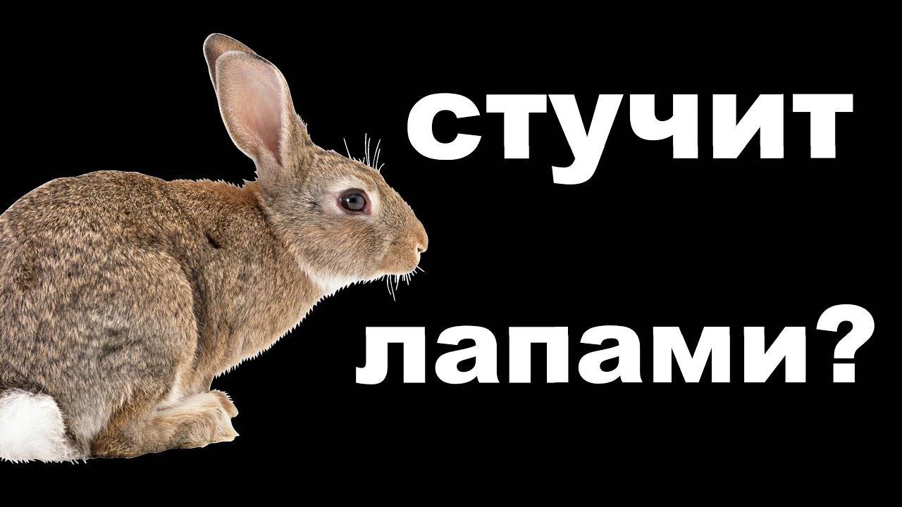 ✅ кролики стучат задними лапами: язык тела и поведение, почему и что это значит - tehnomir32.ru